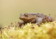 Close up of a toad resting on moss in a natural environment