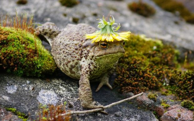 A toad with a yellow flower on its head sitting on a mossy rock in nature