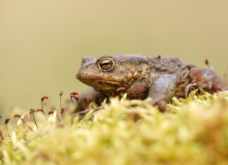 Close up of a toad resting on moss in a natural environment