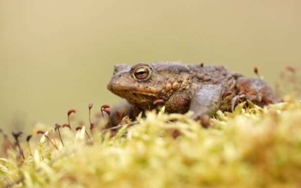 Close up of a toad resting on moss in a natural environment