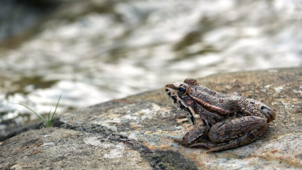 A close up of a small toad sitting on a textured rock near water with blurred background