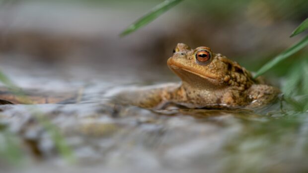 A close up of a toad resting in shallow water surrounded by grass