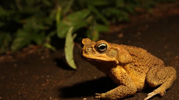 Close up of a toad sitting on the ground with green leaves in the background