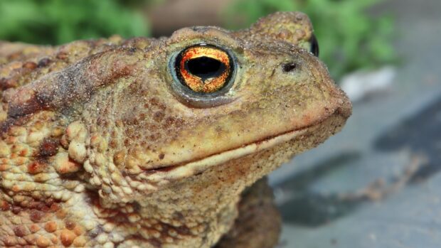 Close up of a toad showing detailed textured skin and bright orange eye