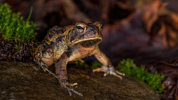 Close up of a toad resting on a rock surrounded by moss and natural forest elements
