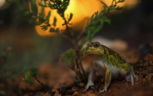 A close up of a toad sitting on the ground near small green plants with a warm glowing background