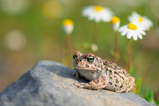 A toad resting on a rock with green eyes in a natural outdoor setting with flowers in the background