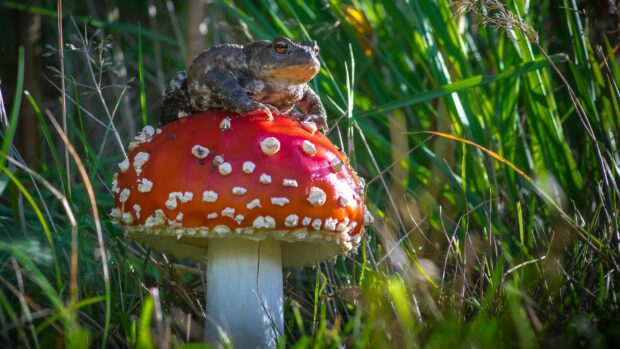 A toad sitting on top of a red mushroom surrounded by green grass in natural light