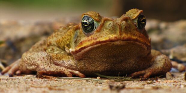 Close up of a toad resting on the ground showing detailed skin texture and eyes