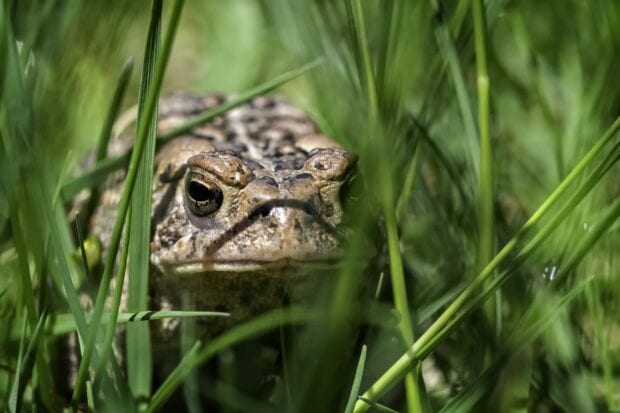 Close up of toad hidden among green grass in natural habitat