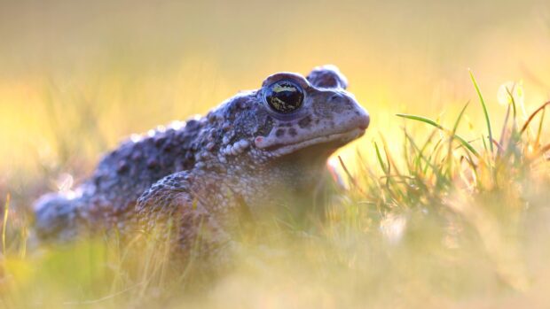 Close up of toad sitting on grass in soft sunlight