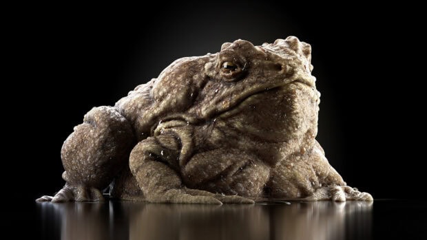A close up of a large toad resting on a reflective surface under soft lighting