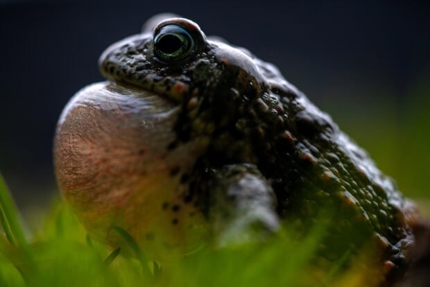 Close up of toad with inflated throat sitting on grass in natural environment