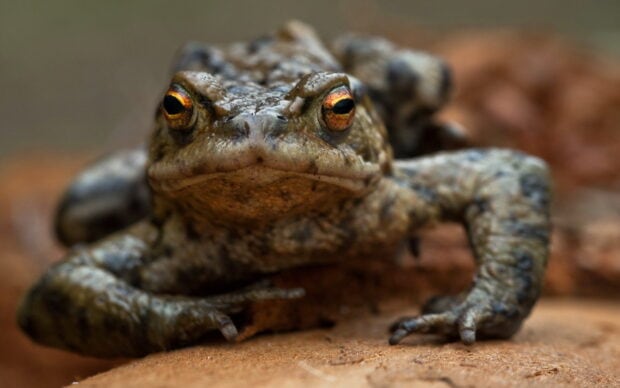 Close up of a toad resting on a wooden surface showing detailed skin texture