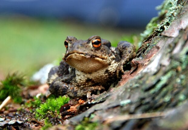 A close up of a toad resting on moss near a tree trunk in natural habitat