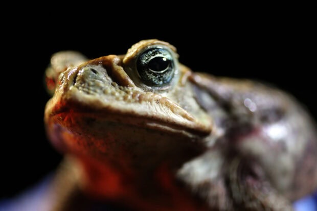 Close up of a toad showing detailed skin texture and eye in high definition