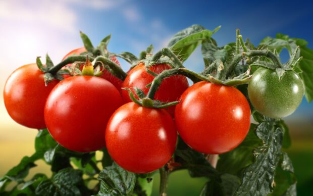 Fresh ripe tomato on the vine with green leaves under clear blue sky
