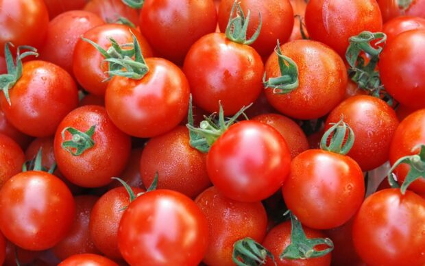 Fresh tomatoes with green stems covered in water droplets