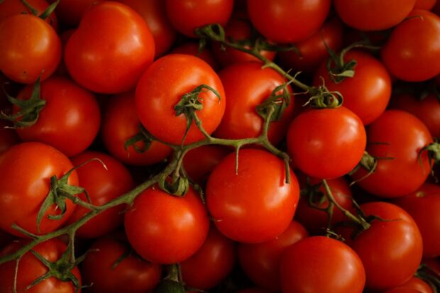 A close up view of fresh ripe tomato fruits with green stems