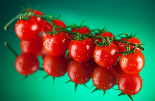 A close up view of fresh tomato cluster with water droplets on a reflective surface