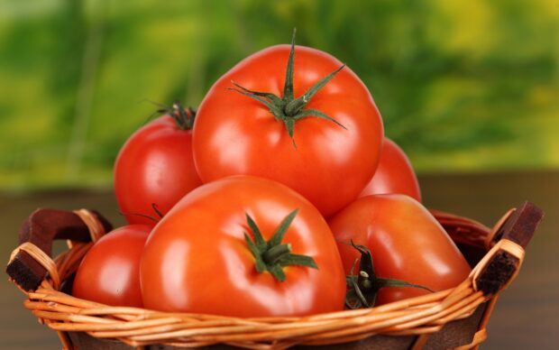 Fresh ripe tomato in a basket with green stems and vibrant red color