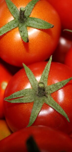 Close up of fresh tomato with green calyx on top in vibrant color