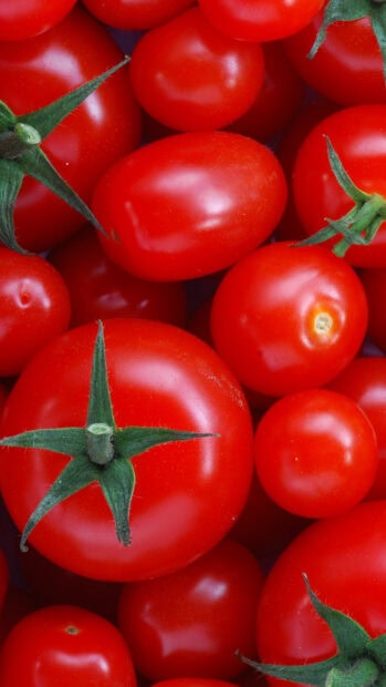 Close up of fresh tomato cluster with green stems and shiny red skin