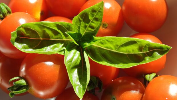 Fresh green leaves on ripe tomatoes in natural light