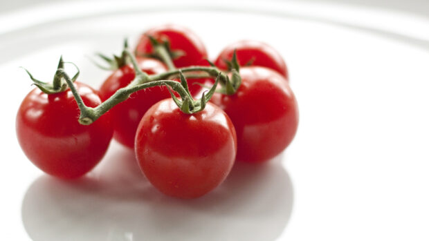 Fresh tomato cluster on green vine in close up view