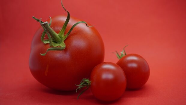 Fresh tomato with two small tomatoes on a red surface showing ripe tomato
