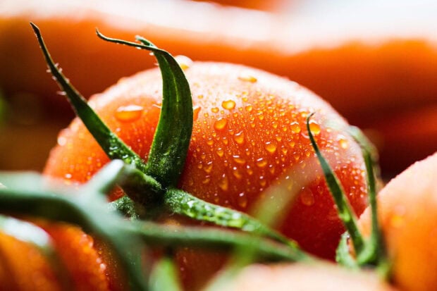 Close up view of tomato with water droplets on the green stem