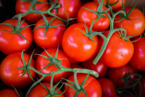 Fresh red tomato cluster on green stems closeup