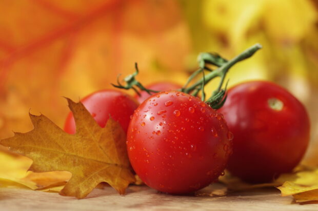 Red tomato with water droplets resting on autumn leaves with natural colors