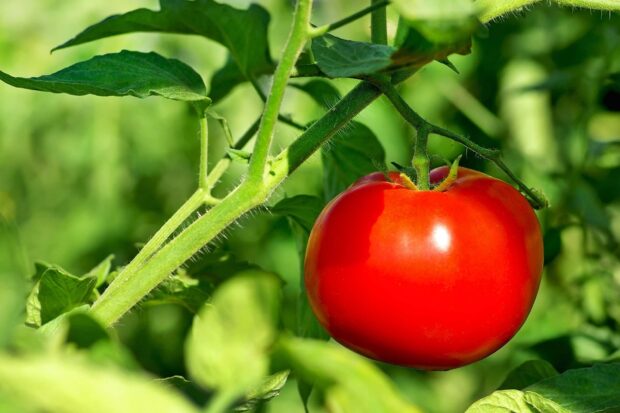 A ripe tomato hanging from the green stem of a tomato plant in the garden
