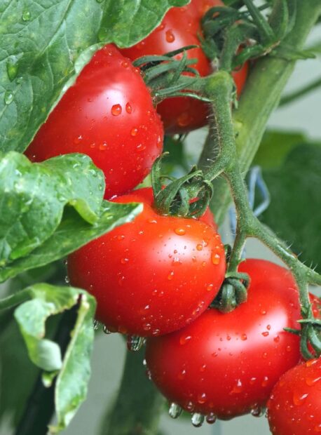 Fresh tomato hanging on the vine with water droplets on green leaves