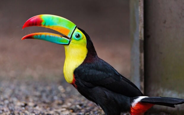 A colorful toucan with a bright multicolored beak perched on the ground