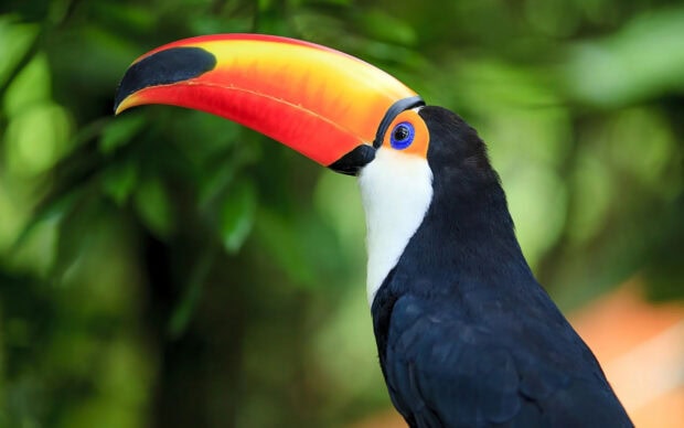 Close up of a toucan with a colorful beak in a natural green environment