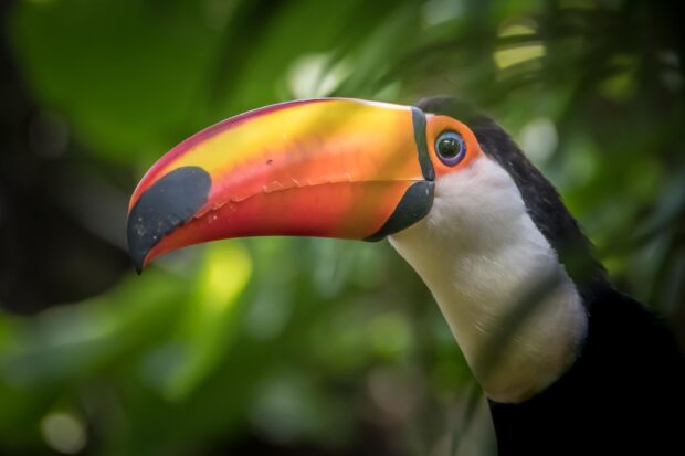 Close up of a toucan with a vibrant beak in a green forest environment