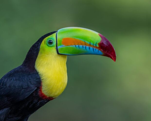 Close up of a toucan with colorful beak and vibrant feathers on a green background