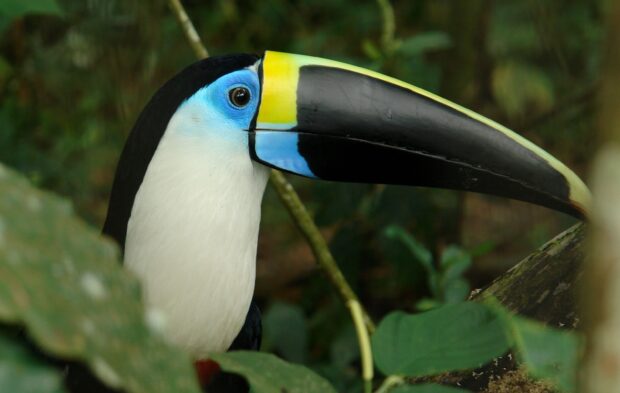Close up of a toucan with vibrant blue facial skin and large colorful beak in nature