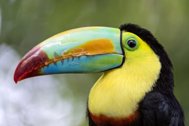 Close up of a vibrant toucan with a colorful beak and bright yellow feathers
