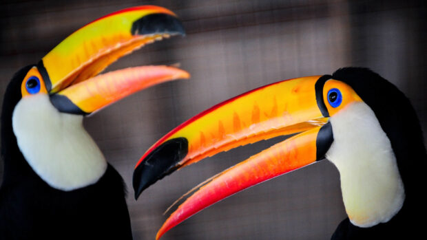 Two toucan birds with vibrant colorful beaks facing each other