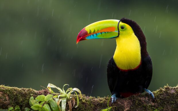 Vibrant toucan perched on a mossy branch in a rainforest setting