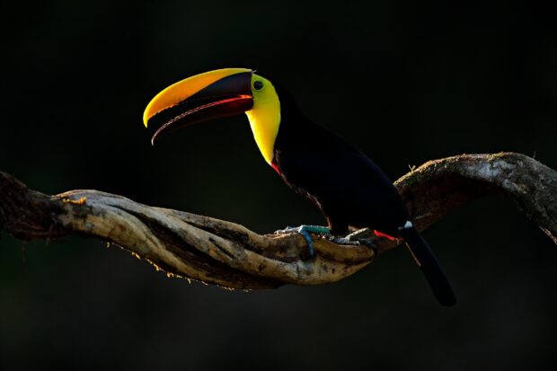 A toucan perched on a branch showing its colorful beak in low light environment