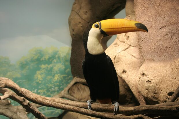 A toucan perched on a branch showing its large yellow beak and black feathers
