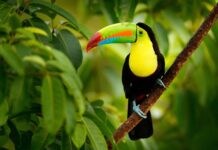 A toucan perched on a branch with vibrant colors in a lush green forest environment