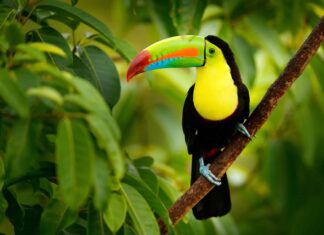 A toucan perched on a branch with vibrant colors in a lush green forest environment