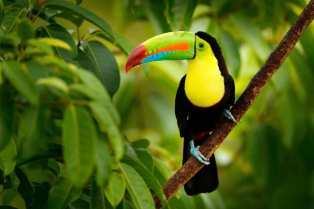 A toucan perched on a branch with vibrant colors in a lush green forest environment