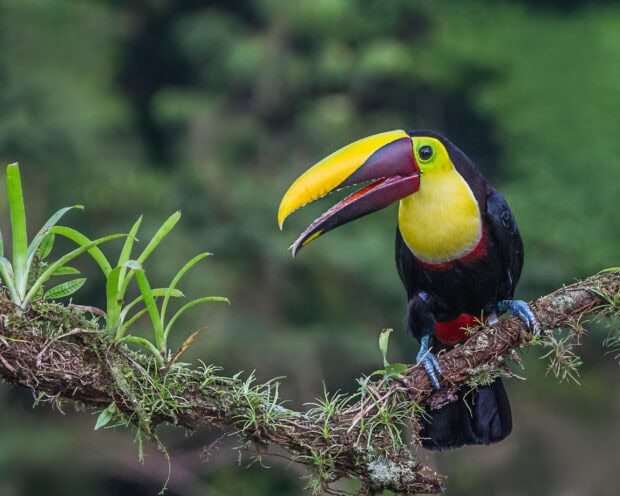 A toucan with a large yellow beak perched on a mossy branch in a lush green forest