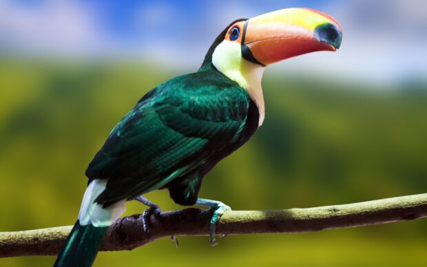 A toucan with a vibrant colorful beak perched on a branch in a natural environment
